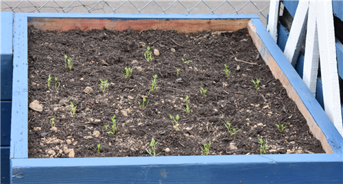 Transplant Carrots 